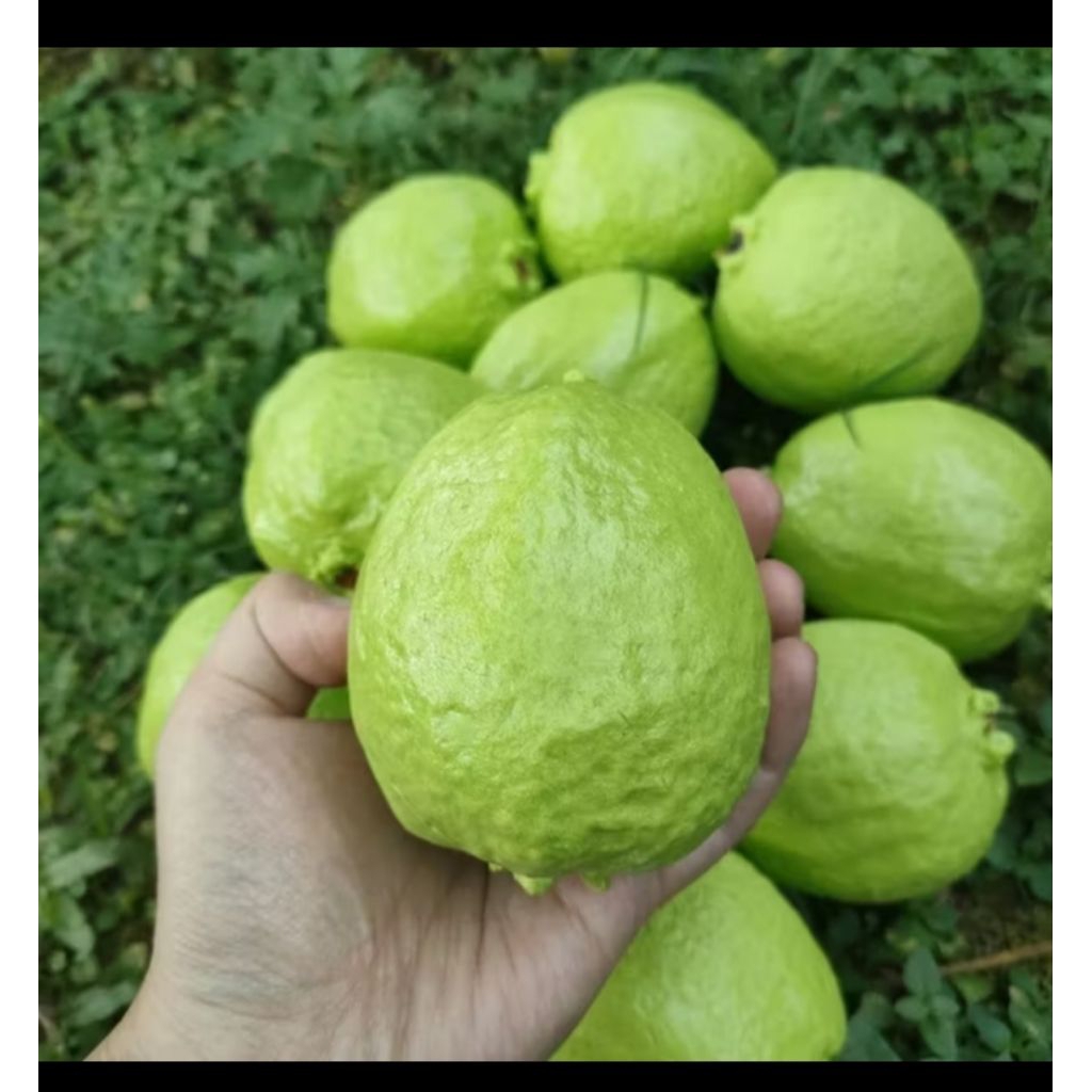 Jual Replika buah jambu biji 1pcs cocok untuk ( mainan anak / display ...