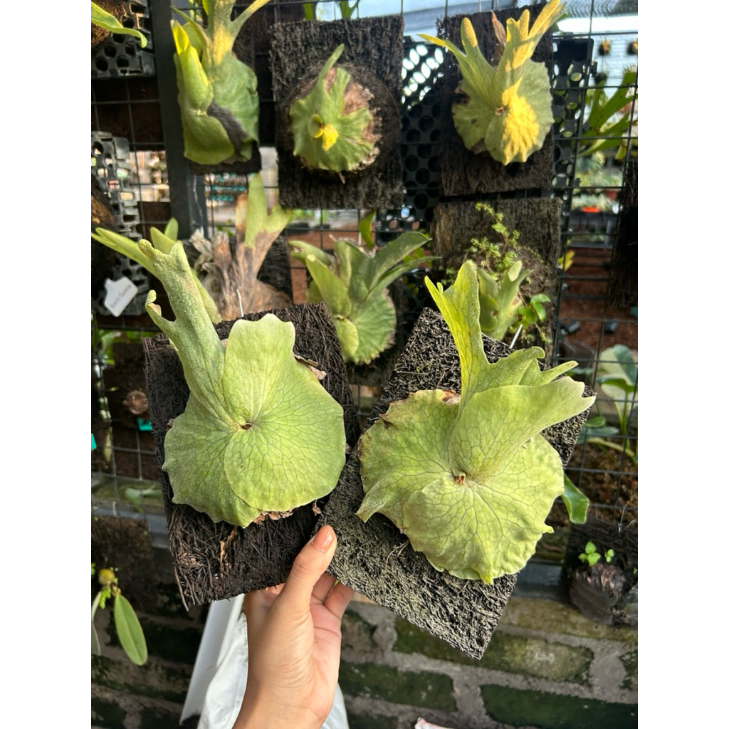 Jual Platycerium wandae//simbar sp papua ekonomis | Shopee Indonesia