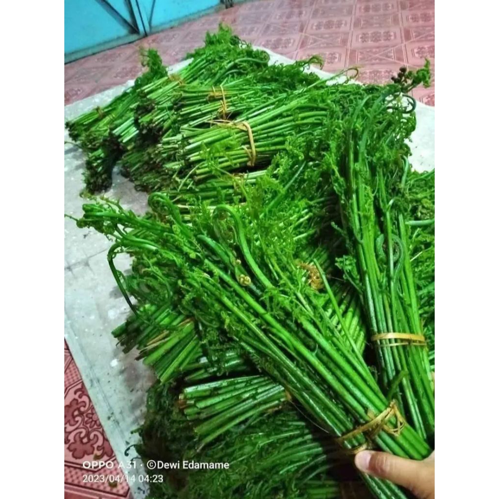 Jual pakis sayur 500grm | Shopee Indonesia