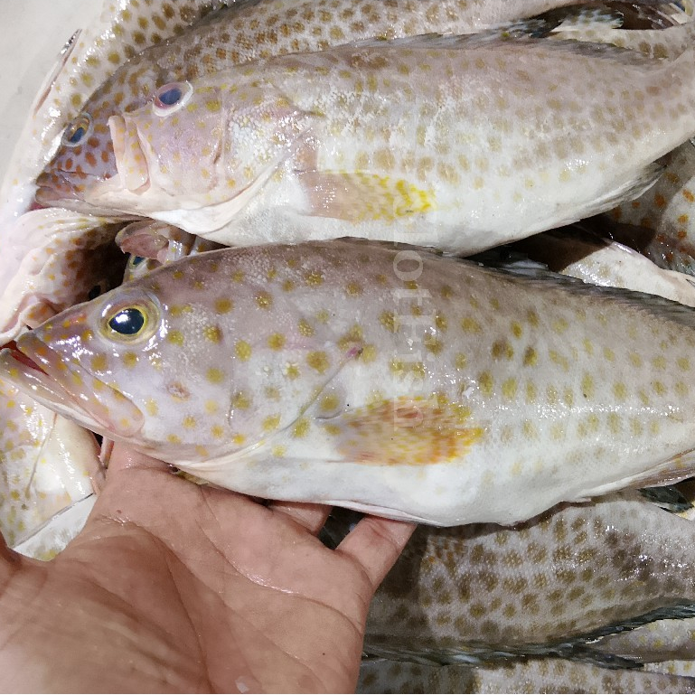 Jual Ikan Kerapu 1Kg Ikan Kerapu Segar Ikan Kerapu Totol Seafood Ikan ...
