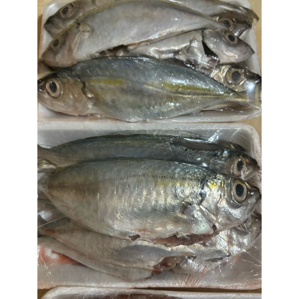 Jual IKAN KATOMBO IKAN SEGAR IKAN BEKU IKAN BERSIH | Shopee Indonesia