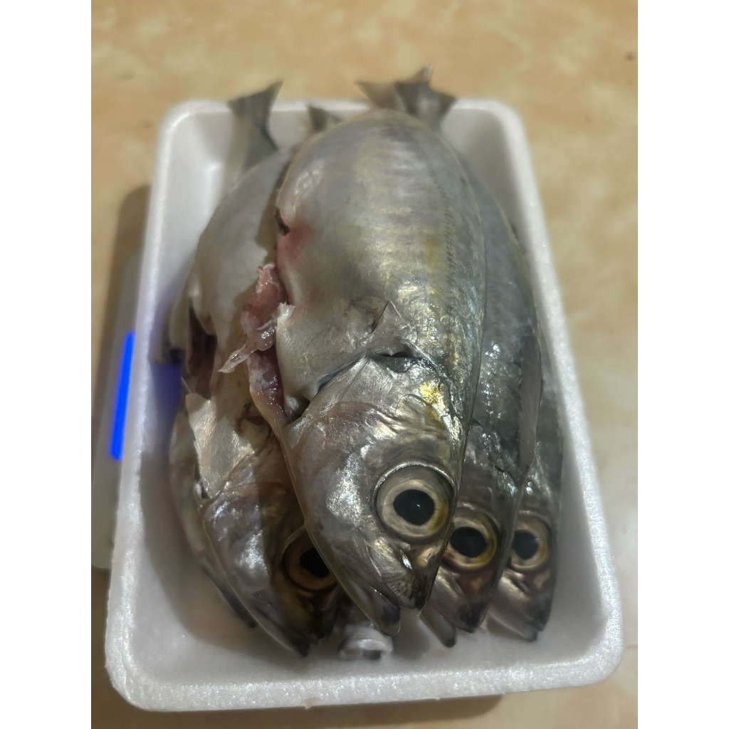 Jual IKAN KATOMBO IKAN SEGAR IKAN BEKU IKAN BERSIH | Shopee Indonesia