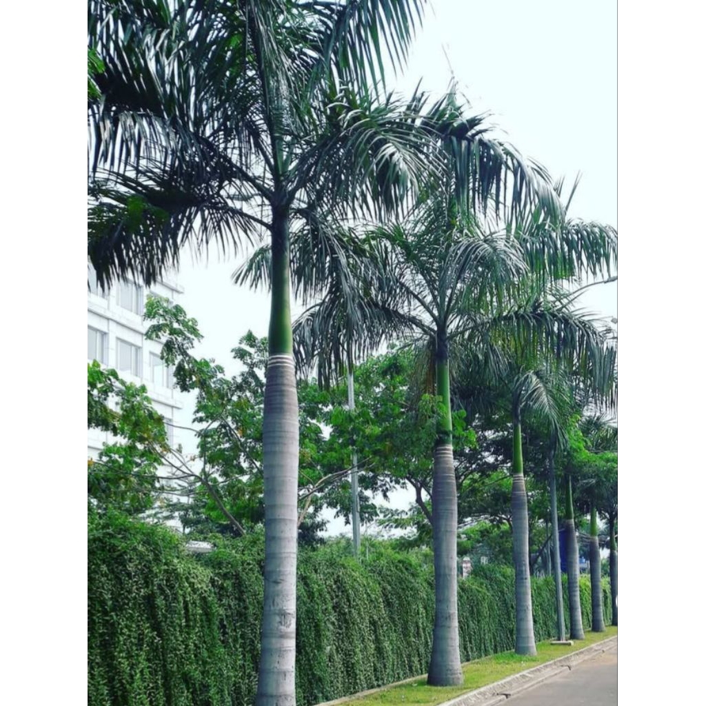 Jual PROMO Tanaman Palem Rojo / Palem Raja Uk 2 Meter (Karung akar ...
