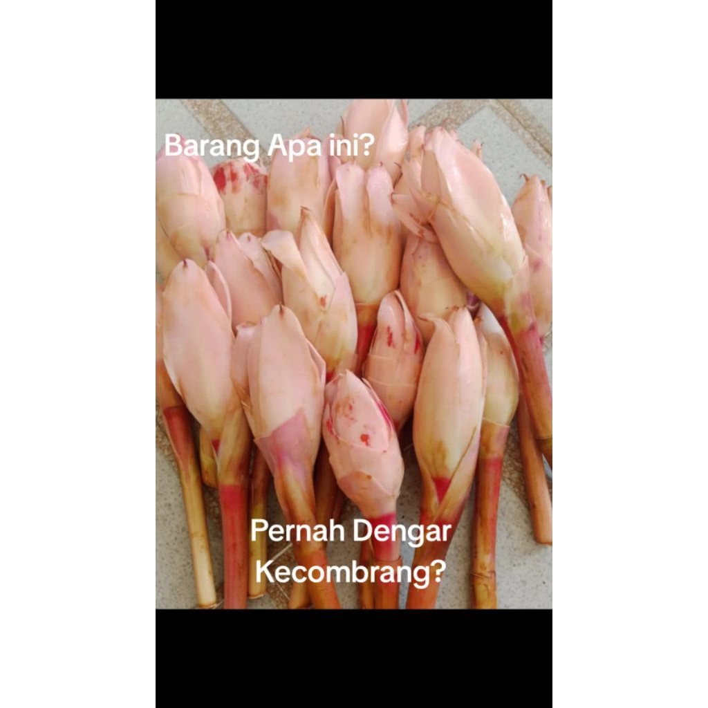 Jual Kecombrang/Kicung/Bunga Rias 1 Kuncup(Batang) | Shopee Indonesia