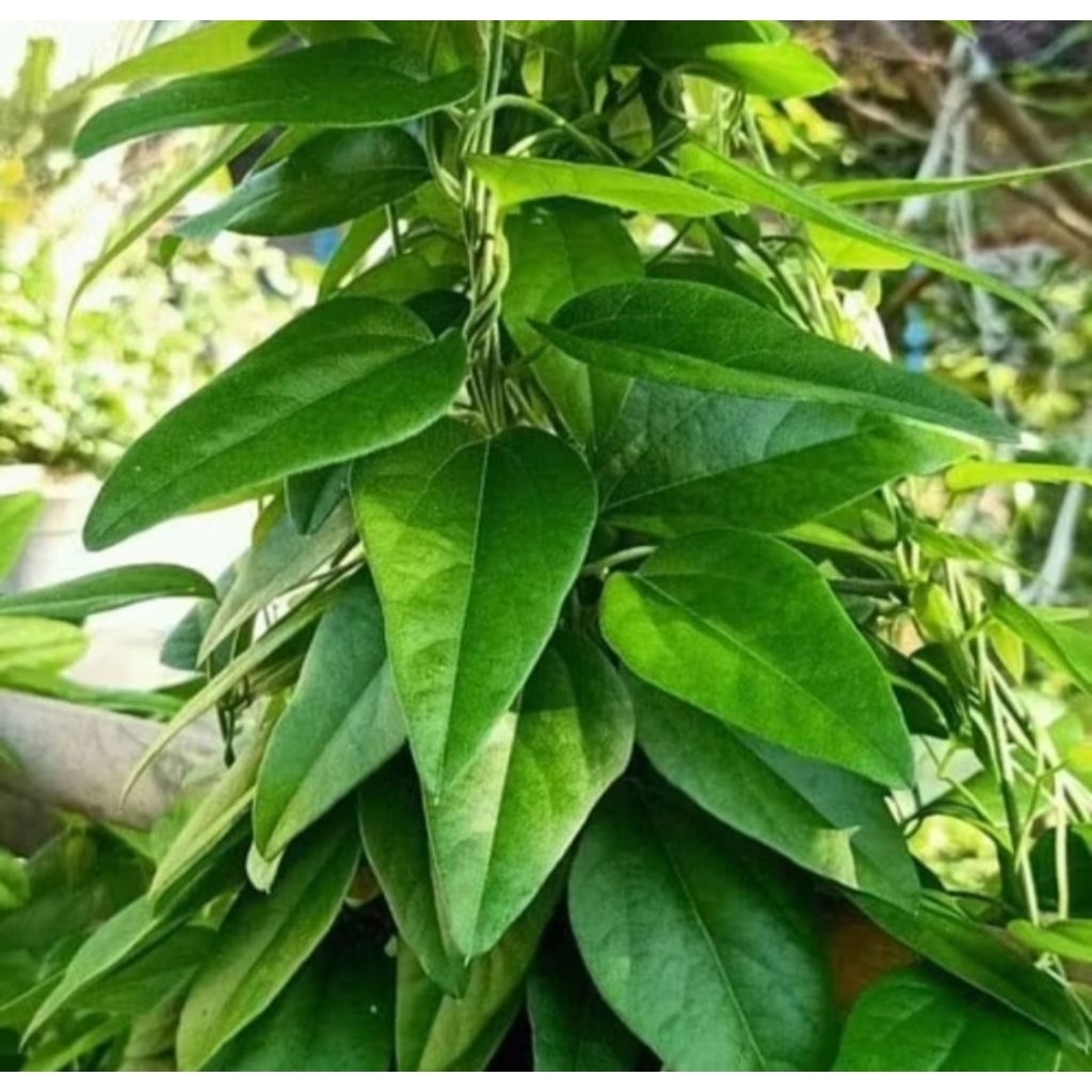 Jual Cincau Rambat Segar 100 lembar Daun Cincau Rambat Alami | Shopee ...