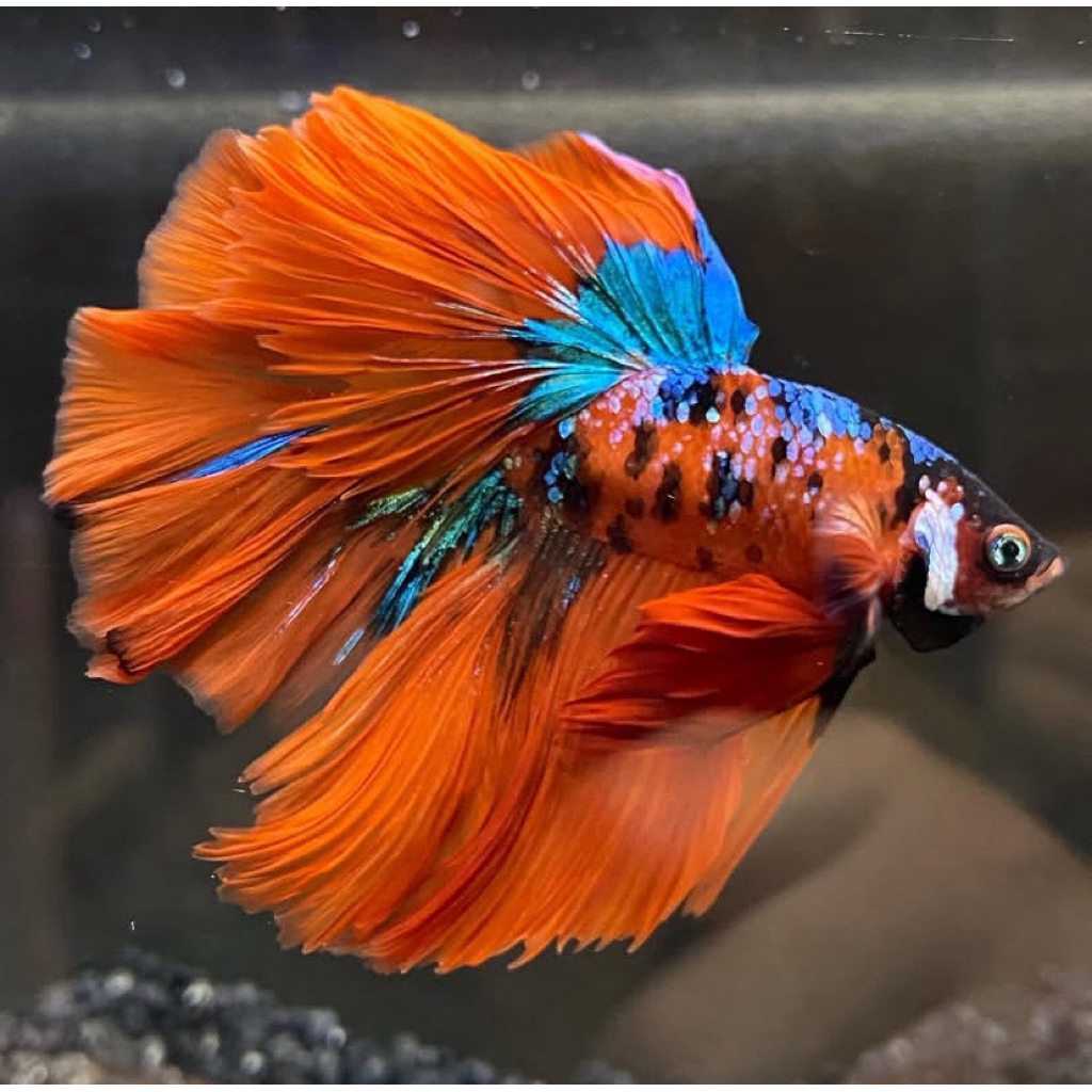 Jual Halfmoon nemo hias ekor panjang full warna | Shopee Indonesia