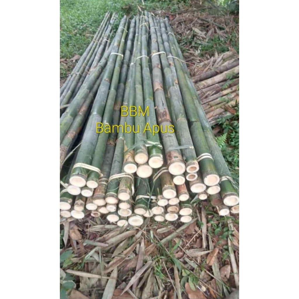 Jual Bambu Esteger Kaso Bambu Apus 3m Kontruksi Bangunan | Shopee Indonesia