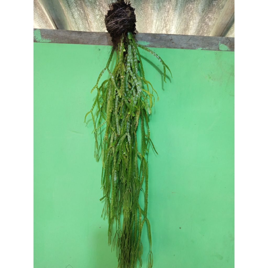 Jual tanaman hias kumpai sisit / Huperzia panjang 60-80 cm | Shopee ...