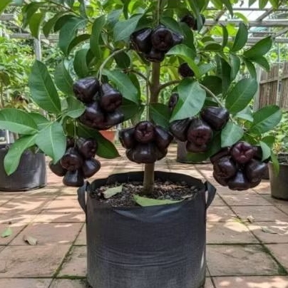 Bibit Jambu Air Hitam Black Guava/Guafa Super Jumbo 100% Asli Okulasi  Tempel Dan Cangkok Cepat Berbuah Di Pot
