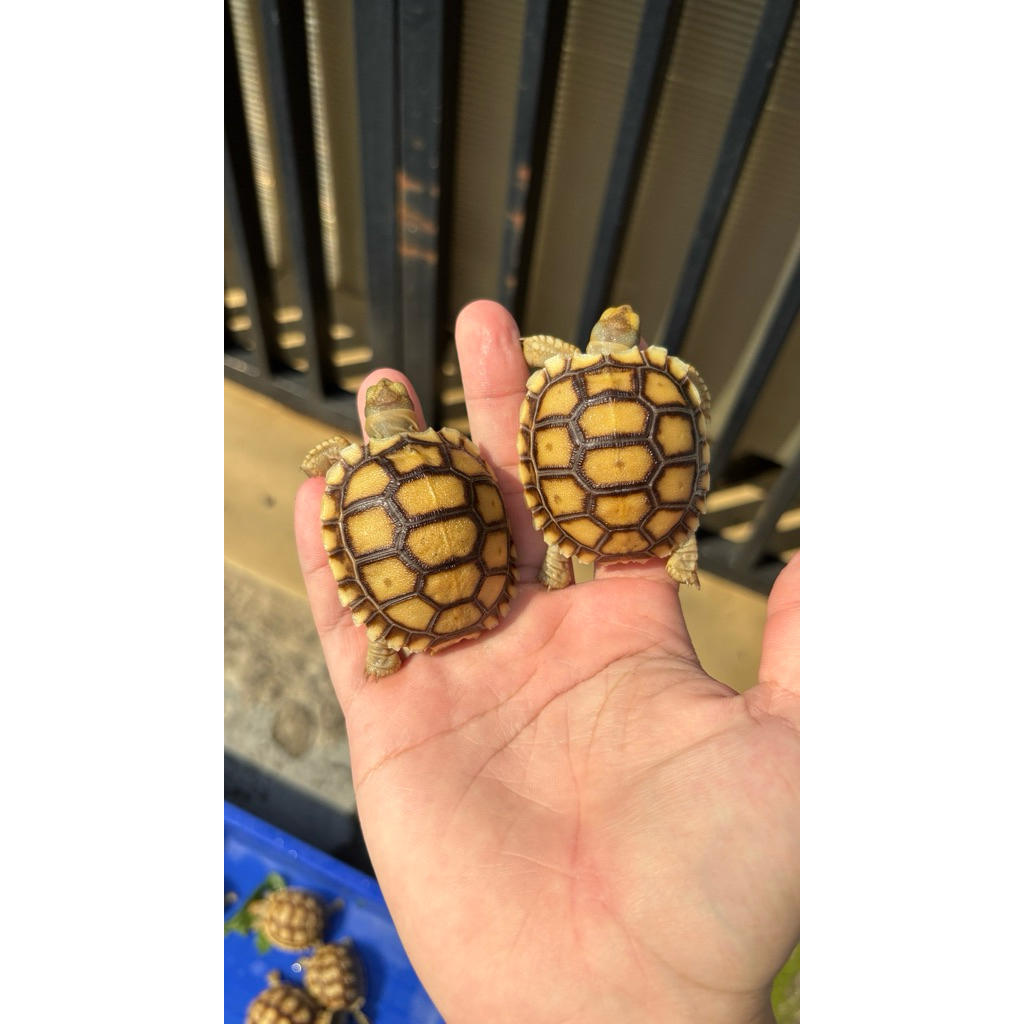 Photo inspiration: Gallery Detail: Jual Kura Kura Sulcata Baby Cb Indo Captive Breed Indonesia