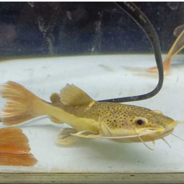 Jual Ikan Hias RTC 15-20CM | Shopee Indonesia