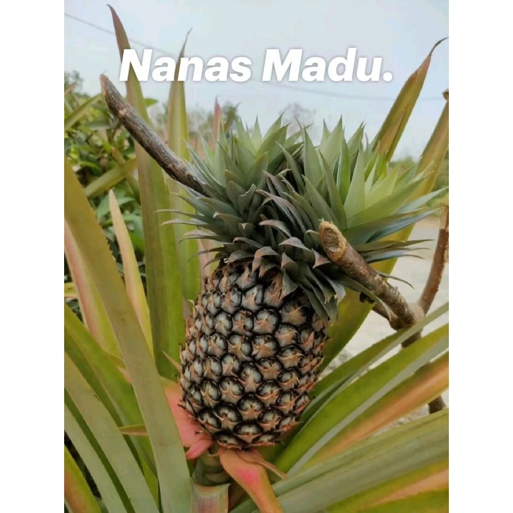 Jual Nanas Muda Surabaya