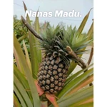 Nanas Madu Kupas / Nanas Muda / Pineapple / Fruit Fresh / Buah-Buahan Segar Online Pasar Surabaya