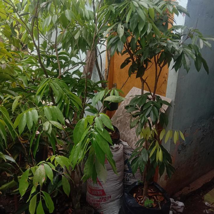 Jual Indukan Leci Merah Planterbag siap berbunga berbuah [packing kayu ...