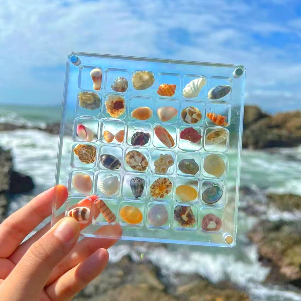 Jual Acrylic Grid Sea Shell / Kotak Grid Kerang | Shopee Indonesia