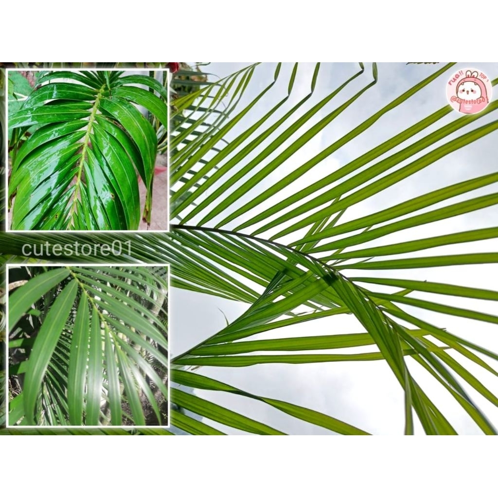 Jual Daun Pohon Sagu Atau Rumbia 15 Lembar Bahan kerajinan | Shopee ...