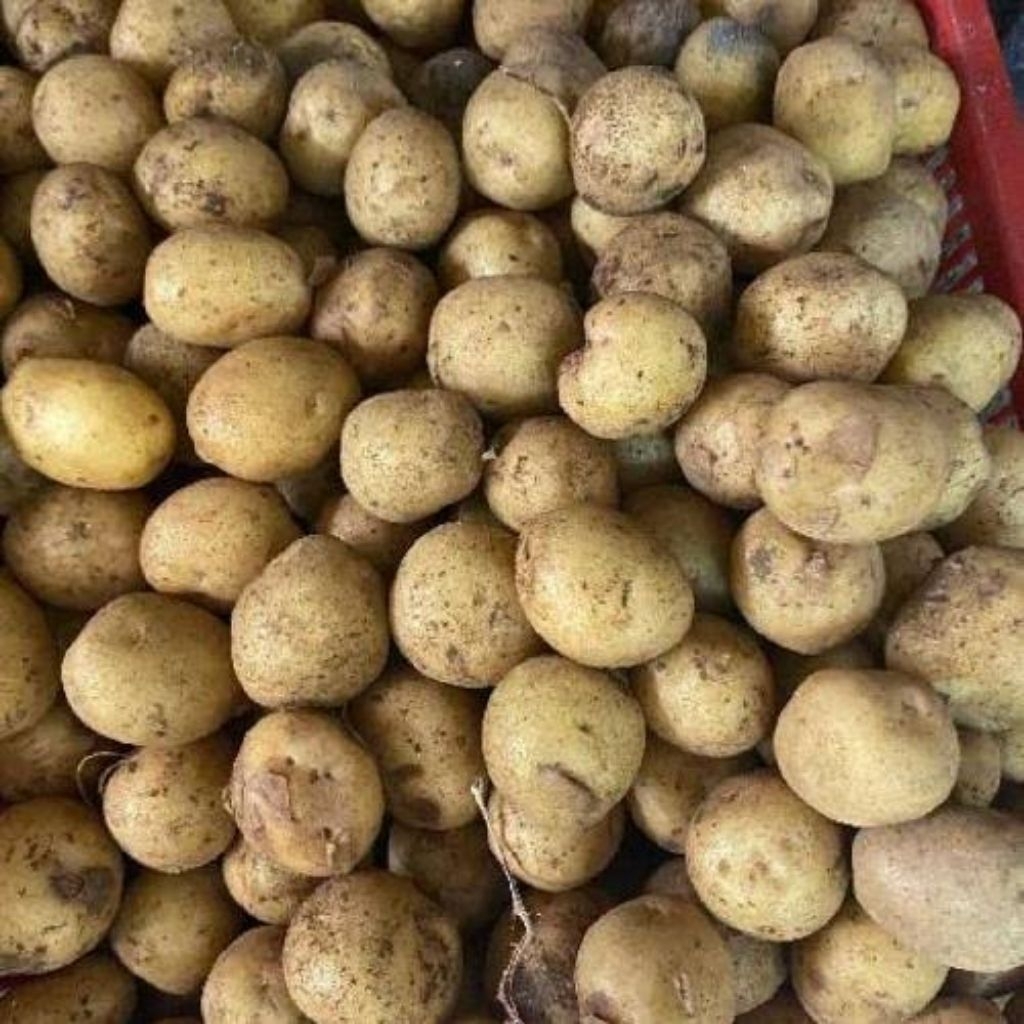 Jual kentang Ares 1kg ,baby potato ,kentang rendang | Shopee Indonesia