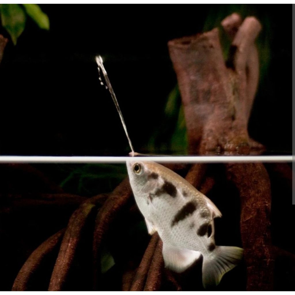 Jual ikan Archerfish pemanah archer fish sumpit unik hias tankmate ...