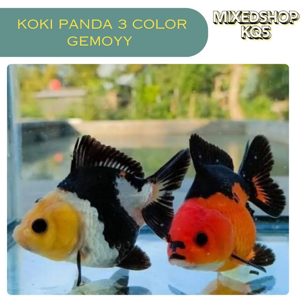 Jual koki panda 3 color || ikan hias aquarium || ikan koki panda ...