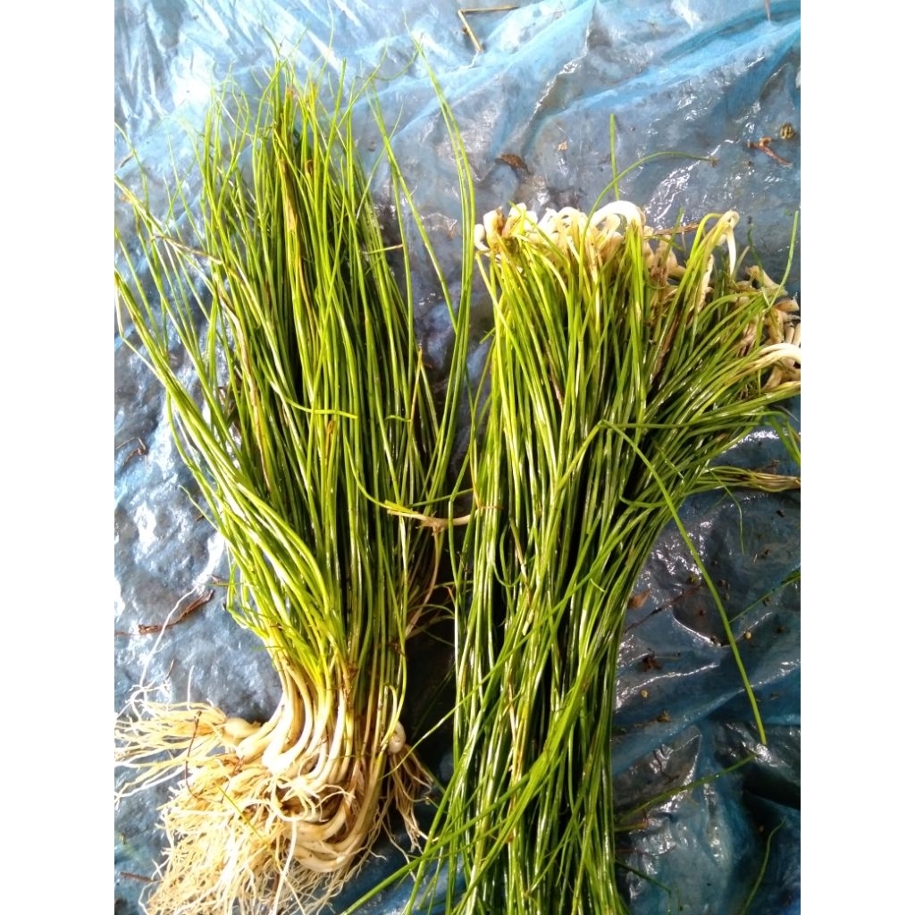 Jual Kuncay sayur fres ungul | Shopee Indonesia