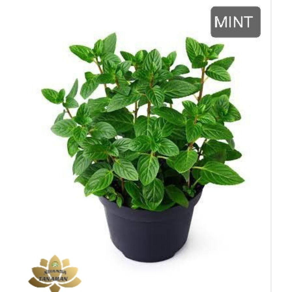 Jual Tanaman Daun Mint Penyedap Rasa Kondisi Siap Tanam/Pohon Daun Mint ...