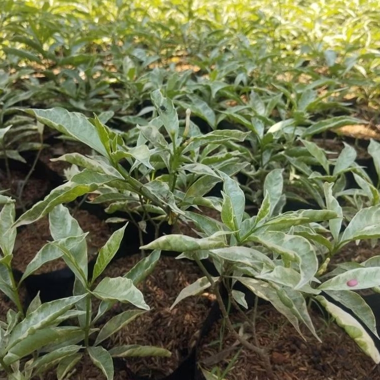 Jual Tanaman Hias Melati Rombusa Tanaman Hias Melati Rombusa Putih ...