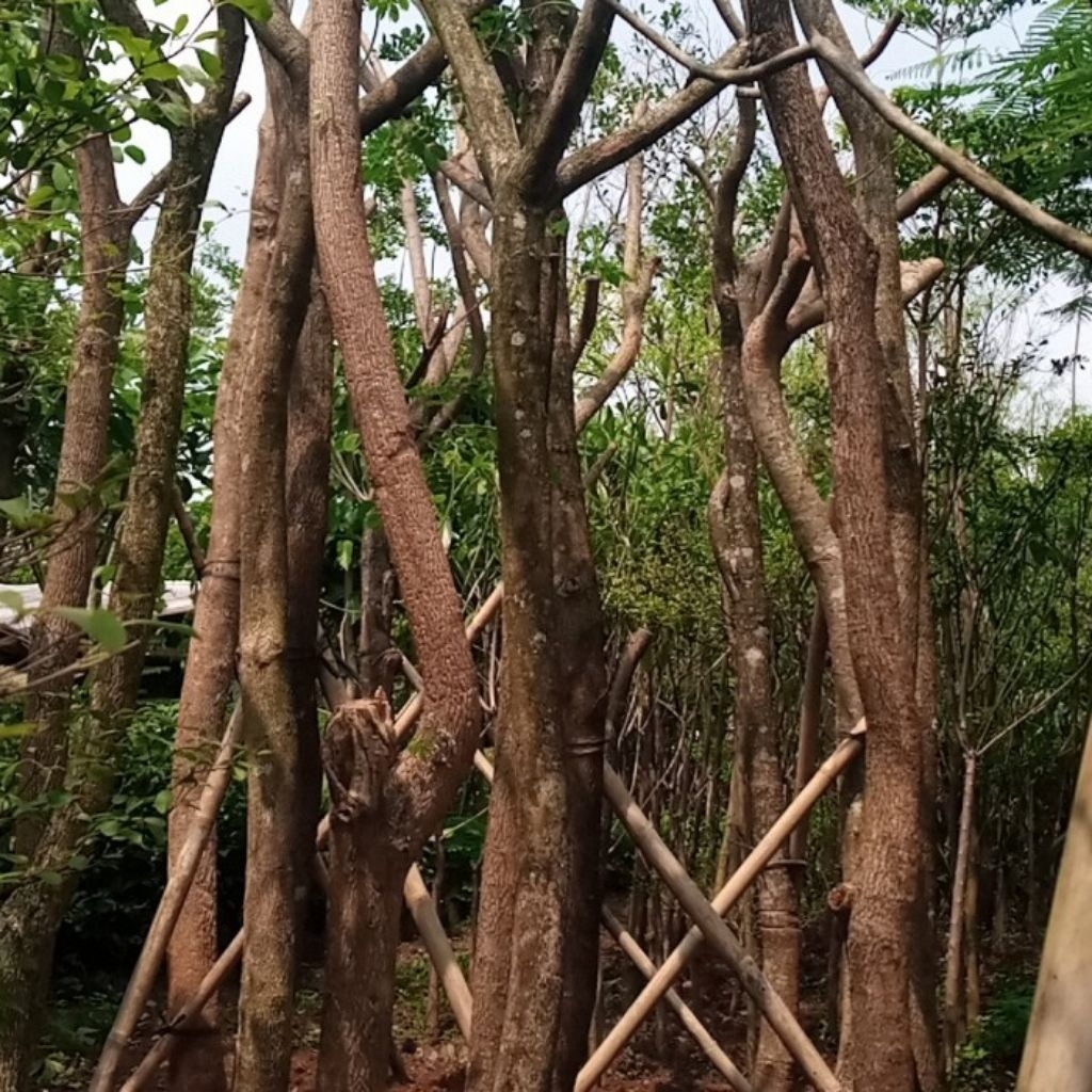 Jual Pohon Pelindung Trembesi, Pohon Kihujan, Pohon Trembesi 3,5m ...
