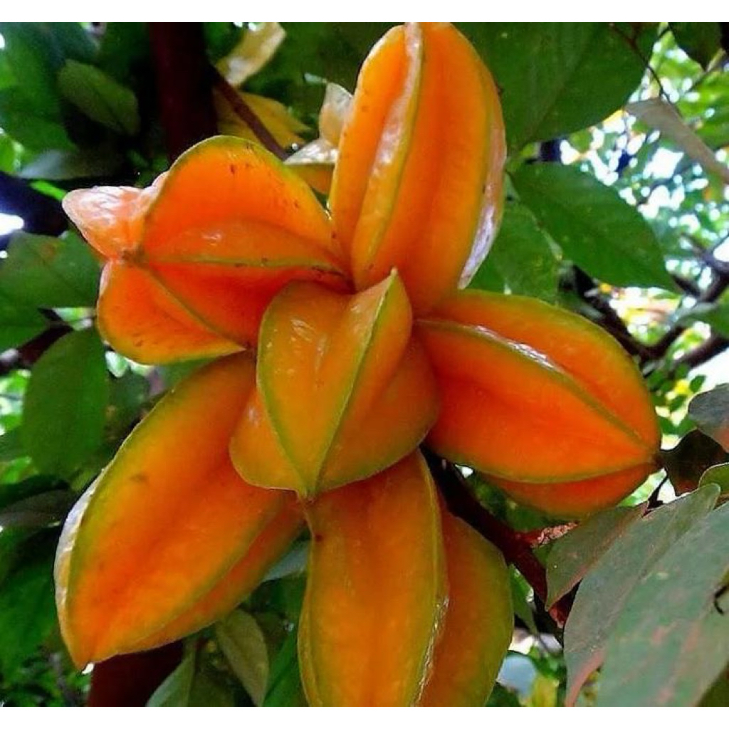 Jual bibit blimbing madu dewi jumbo kondisi sudah berbunga dan berbuah ...