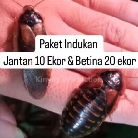 Jual Paket Indukan Dubia | Shopee Indonesia