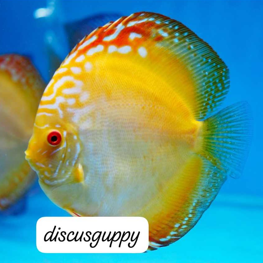 Jual Golden Raflesia Discus - Enhanced Edition | Shopee Indonesia