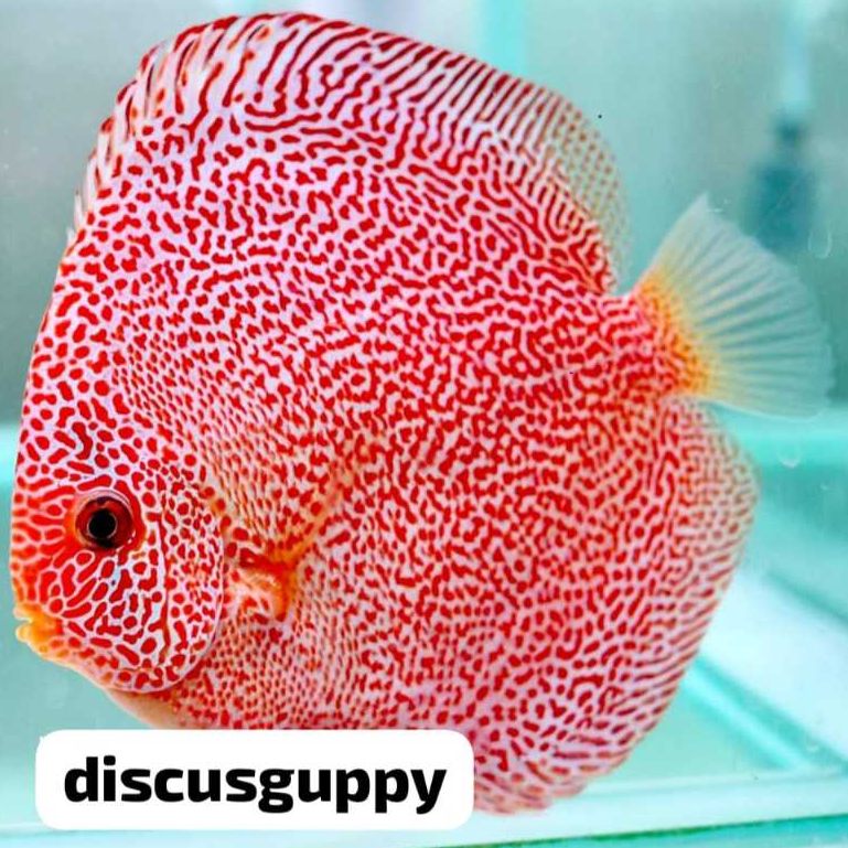 Jual Panthera Eruption Discus 3cm - Enhanced Edition | Shopee Indonesia