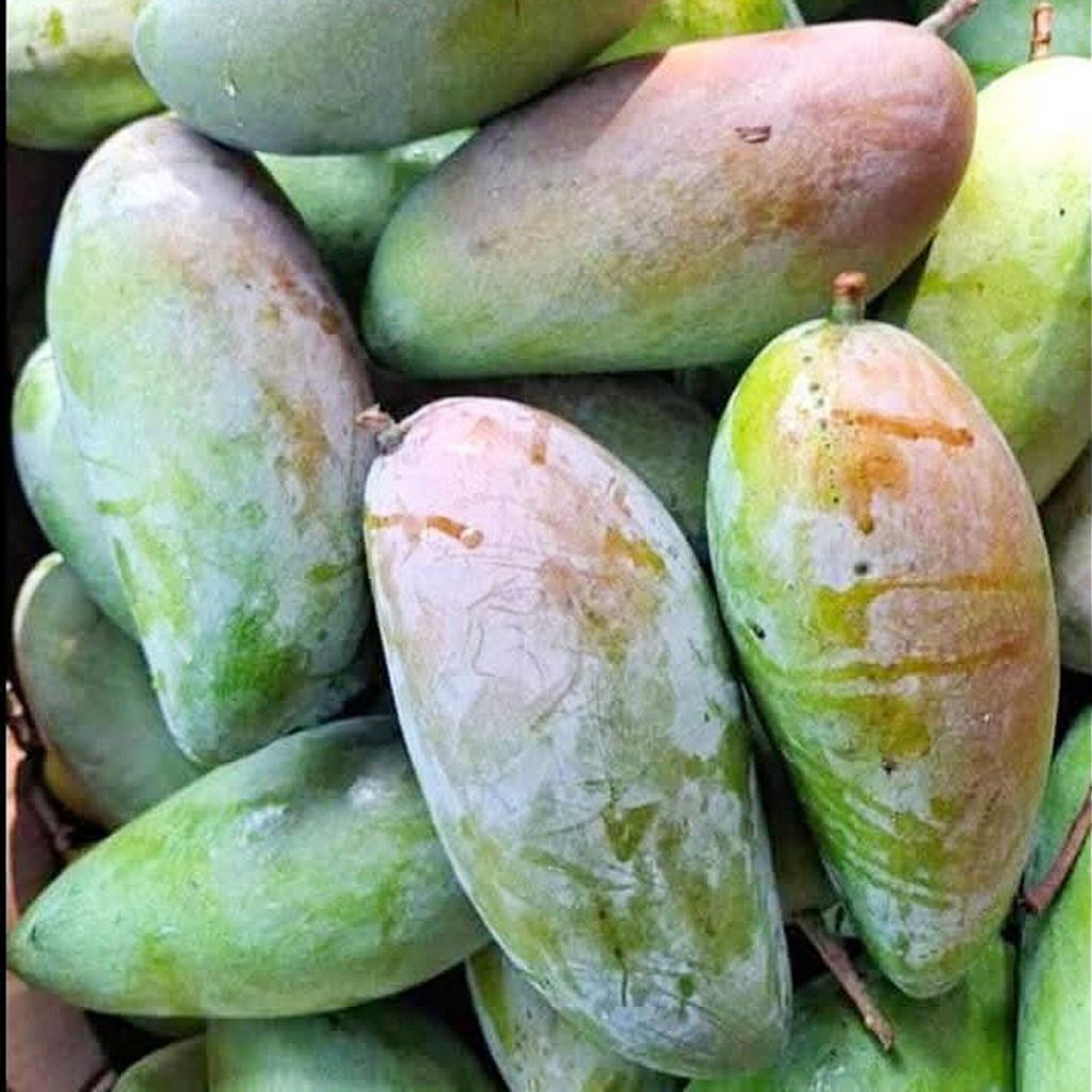 Jual MANGGA KIOJAY THAILAND 900 GRAM - 1 KG | Manis Crispy | Shopee ...