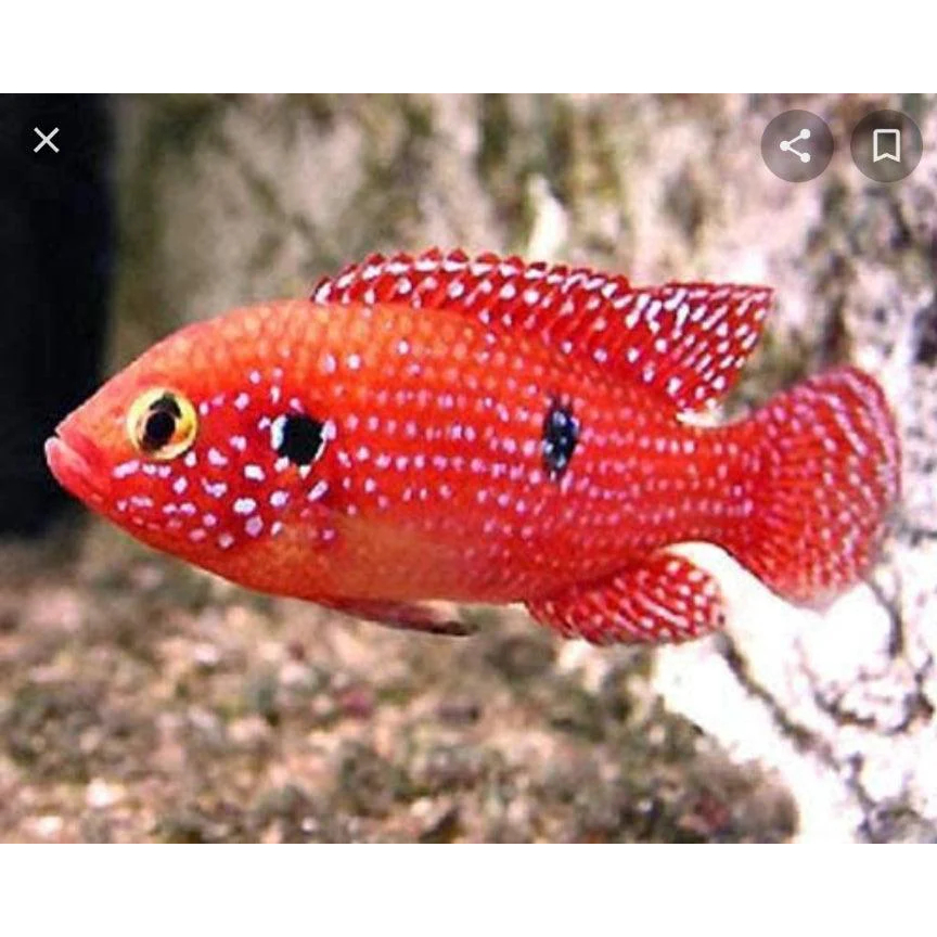 Jual Ikan Hias Aquarium Red Jewel Akuarium / Ikan Red Jewel Aquascape ...