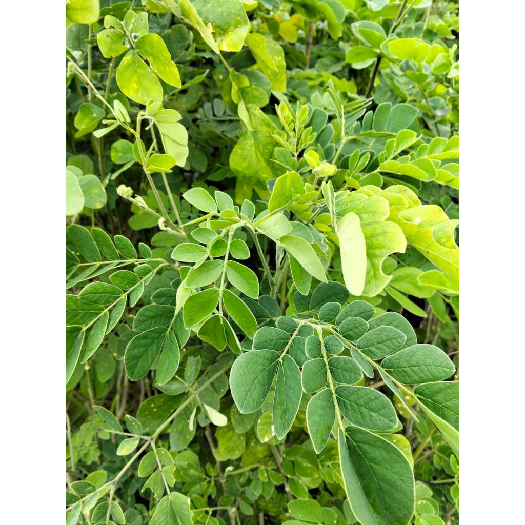Jual Bibit Pohon Trembesi (Samanea saman) – Peneduh Cepat Tumbuh ...