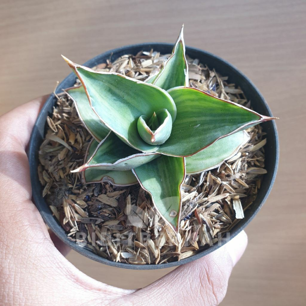 Jual Sansevieria Blue Leaf Variegata - Tanaman Hias Sansivera Hybrid ...