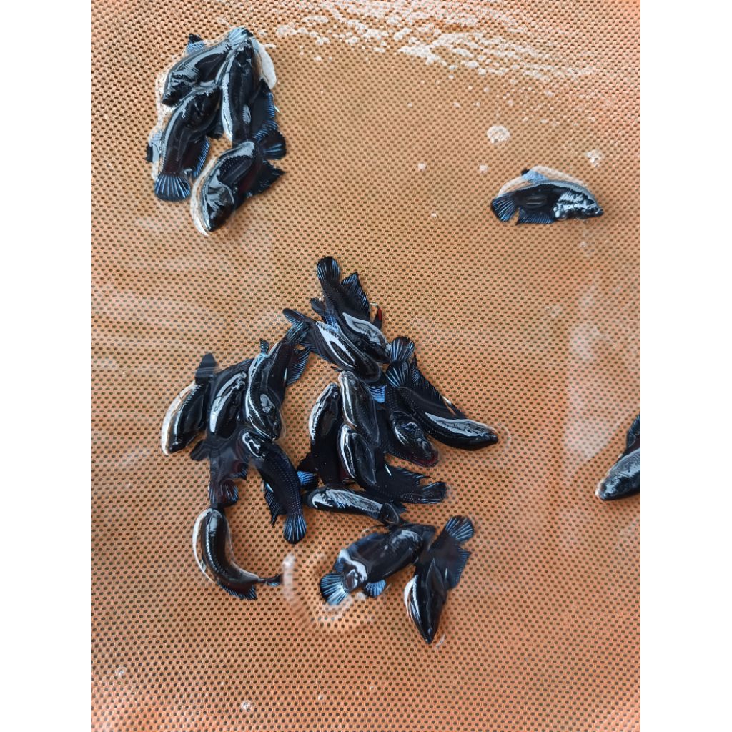 Jual koleksi plakat blacking 20 pcs | Shopee Indonesia