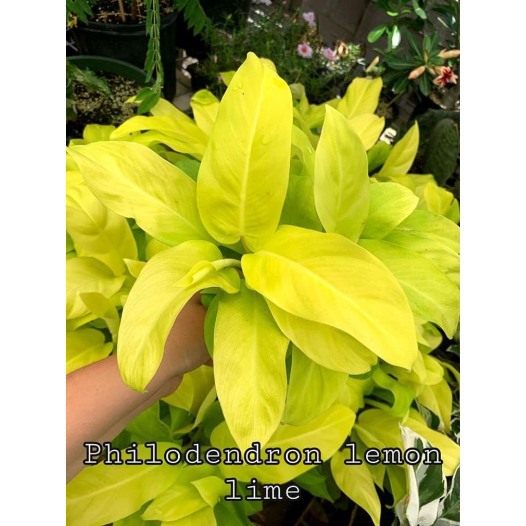 TANAMAN HIAS PHILODENDRON LEMON LIME - TANAMAN HIAS SRIGADING CENTONG - TANAMAN HIAS INDOOR SRIGADING CENTONG