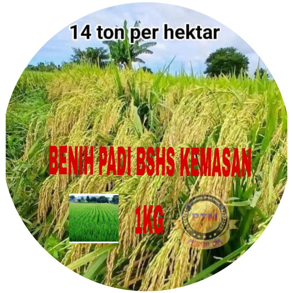 Jual BENIH PADI BSHS 6H KEMASAN 1KG | Shopee Indonesia