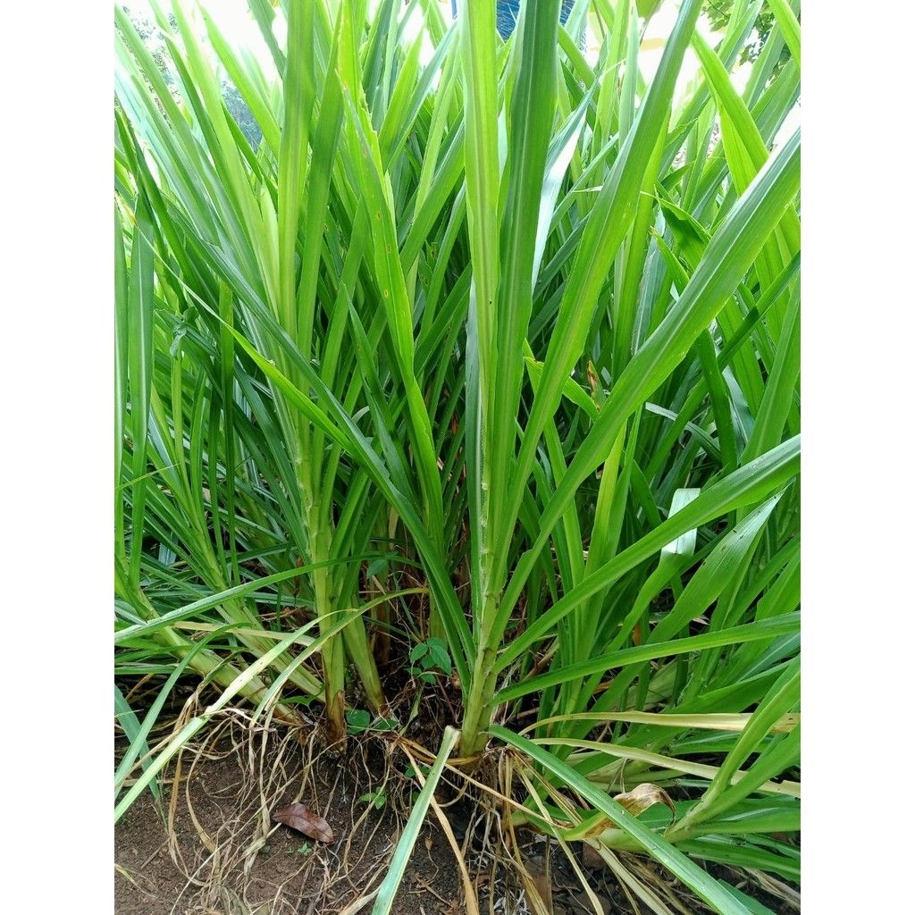 Jual Bibit Rumput Odot 1kg isi 50 batang | Shopee Indonesia