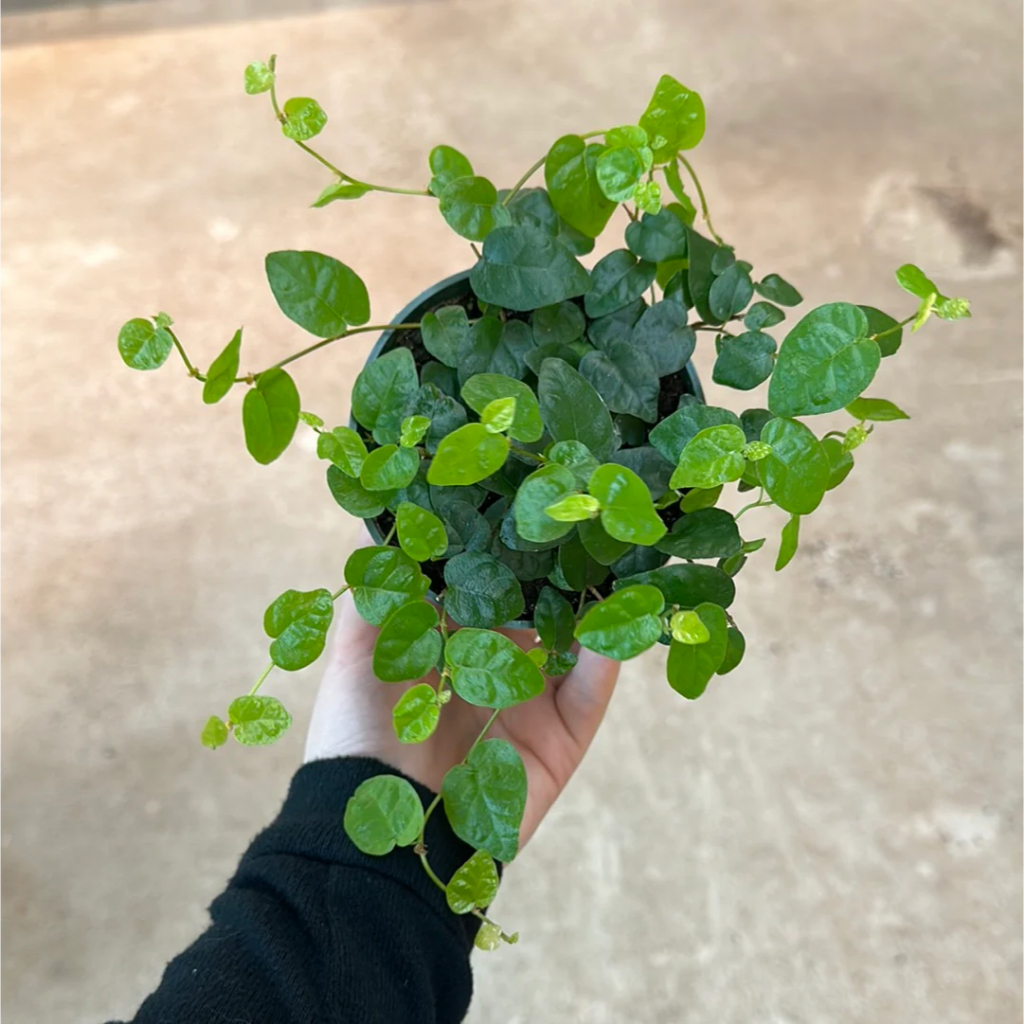 Jual Tanaman Dolar Rambat Daun Kecil Ficus Pumila Repens / Tanaman ...