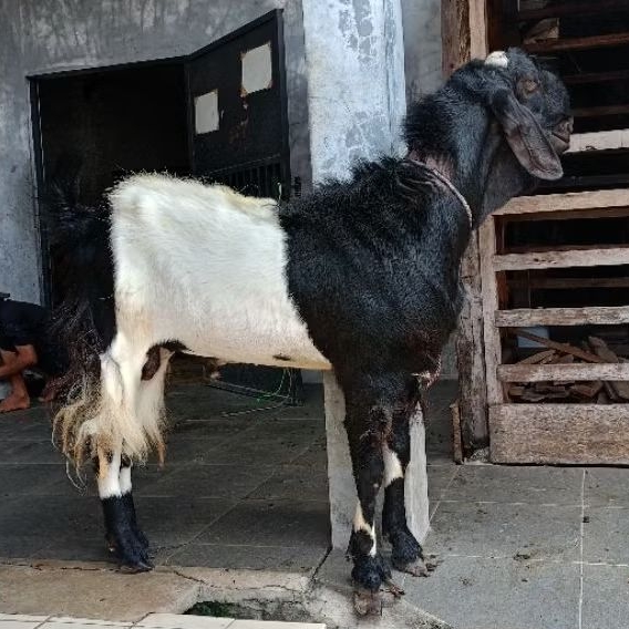 Jual kambing bandot Harga Terbaik & Termurah April 2026 | Shopee Indonesia