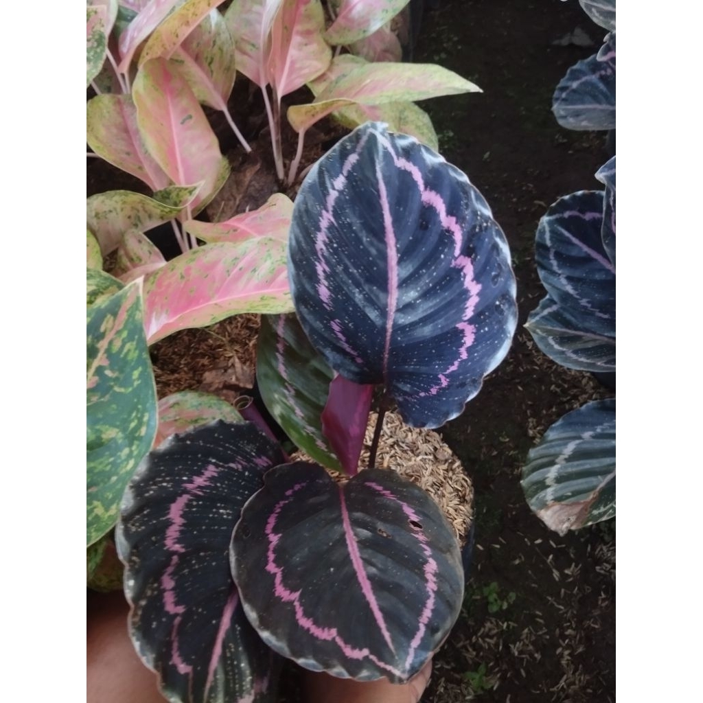 Jual CALATEA BLACK LIFTIK - tanaman hias cantik dan segar - kalatea ...