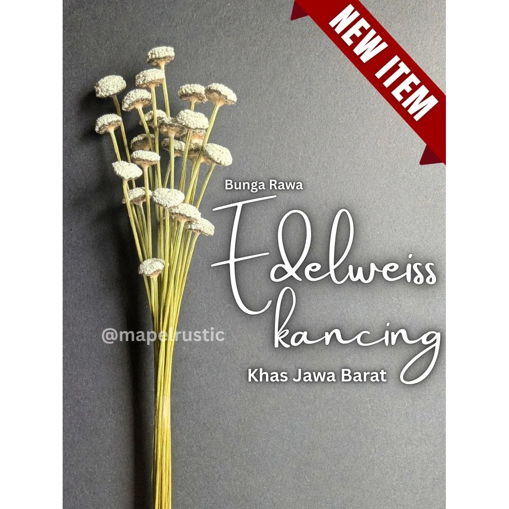 Jual Bunga Rawa Edelweiss Kancing | Edelweiss Abadi Khas Jawa Barat ...