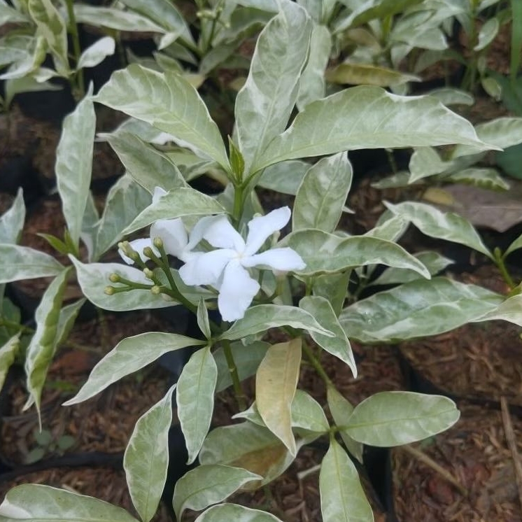 Jual Tanaman Hias Melati Rombusa Tanaman Hias Melati Rombusa Putih ...