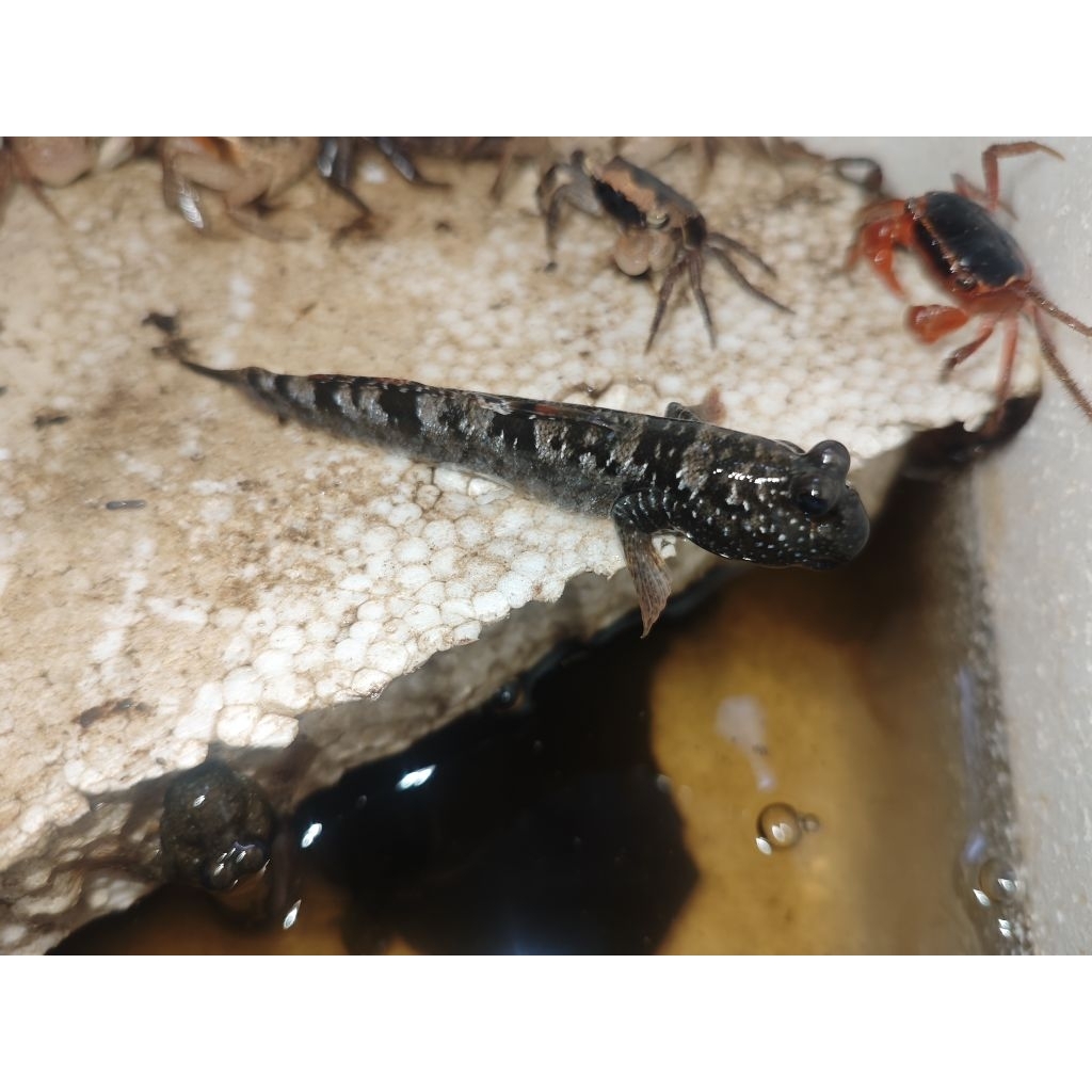 Jual ikan jabing ikan glodok ikan mudskipper | Shopee Indonesia