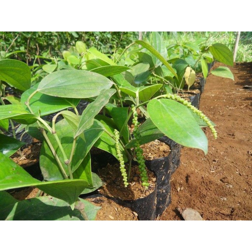 Jual bibit lada hitam super 2 pcs pakai media tanam | Shopee Indonesia