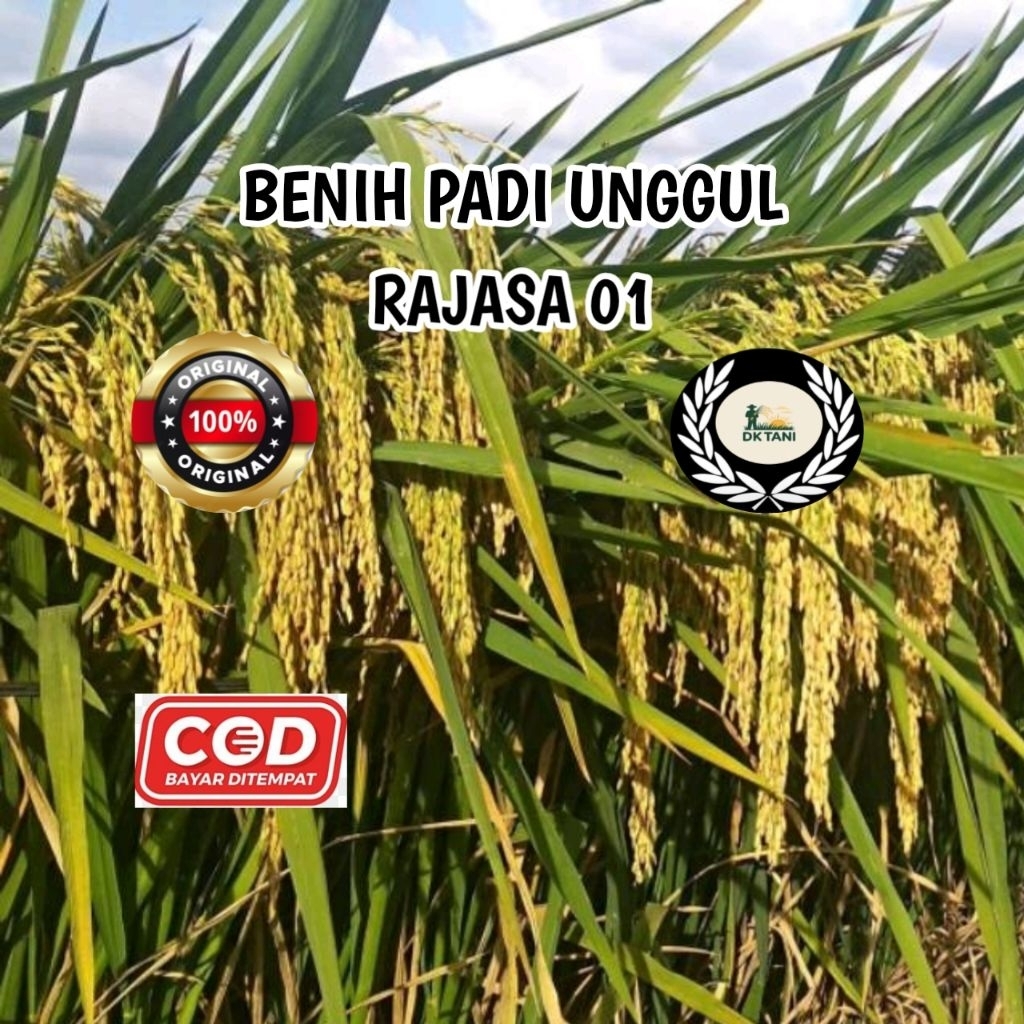 Jual BENIH PADI RAJASA 01 ORIGINAL 100% ( 5KG ) | Shopee Indonesia
