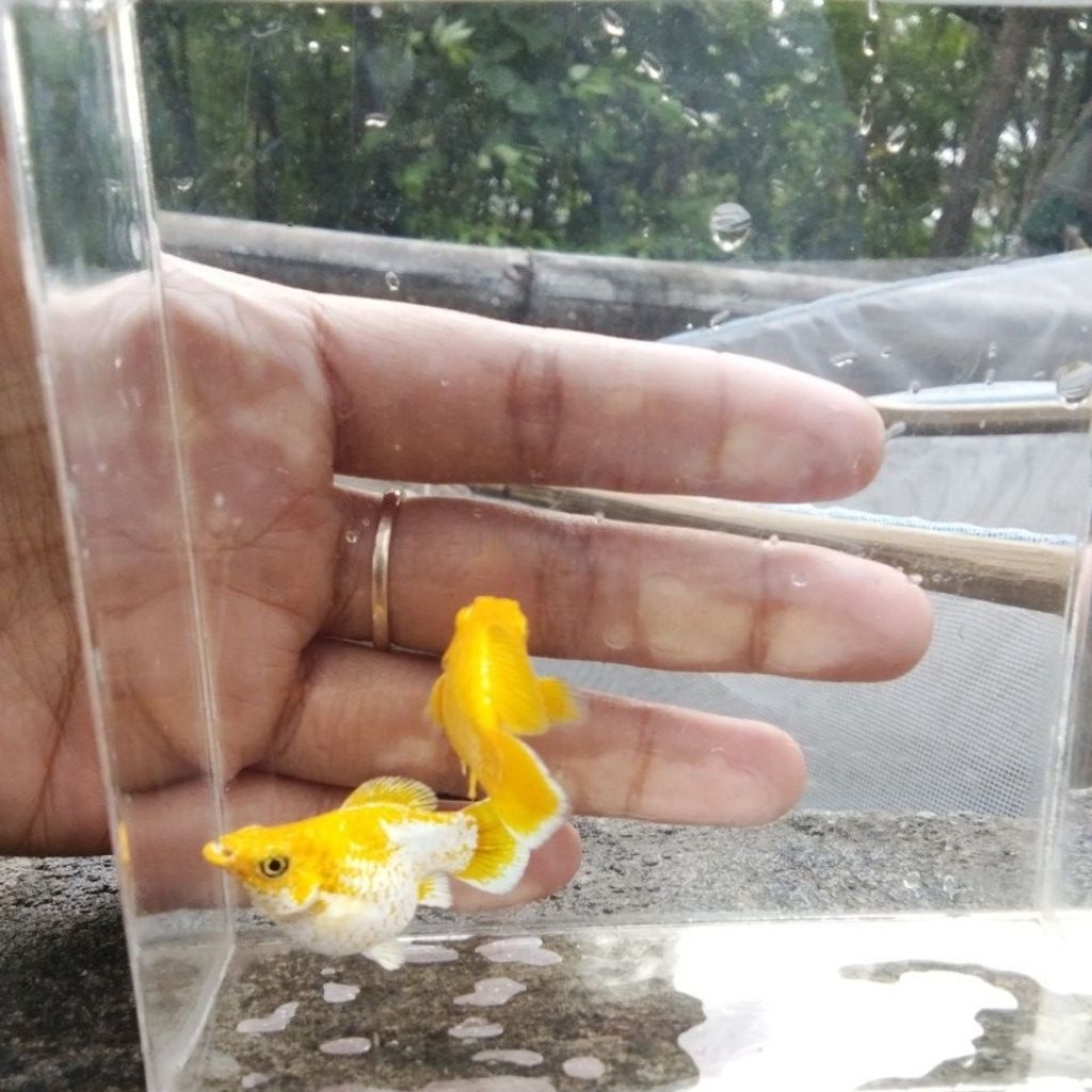 Jual molly balon lemon head roundtail | Shopee Indonesia