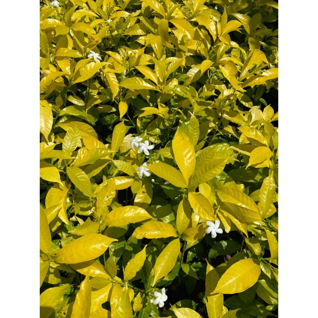Jual Rombusa Golden Segar Siap Tanam | Tanaman Hias Daun Kuning Mini ...
