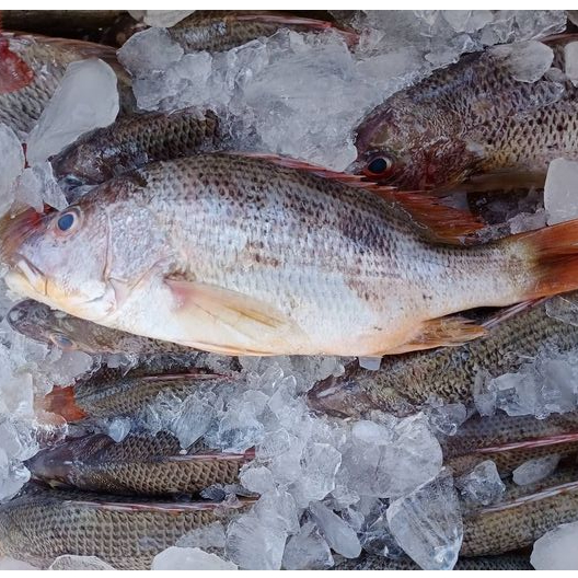 Jual Ikan Kakap Merah Segar / Ikan Kakap 1Kg / Ikan Kakap Segar / Ikan ...